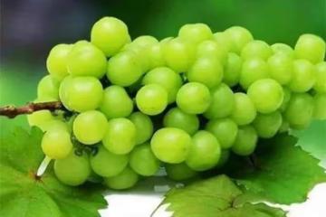陽光玫瑰是葡萄還是提子?陽光玫瑰葡萄營養價值高嗎?