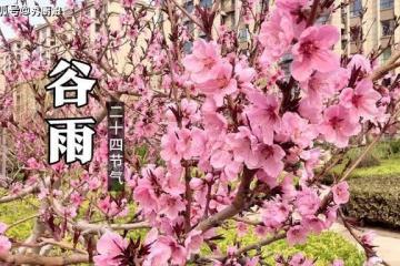 4月19日穀雨,老人說「穀雨吃3寶,不往醫院跑」,這3寶指啥?