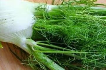 想把B肝連根拔起,以下幾種植物是「轉陰」利器,比吃藥管用