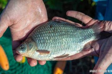揭秘野釣鯽魚公認餌料,成為漁獲豐收的秘密武器
