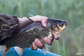 探尋野釣鯽魚的訣竅與技巧