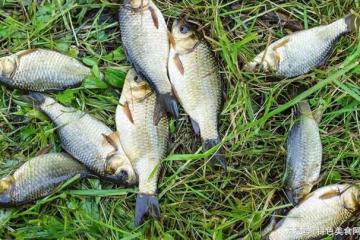 陰天釣鯽魚大揭秘:掌握這些技巧,輕鬆捕獲豐收!