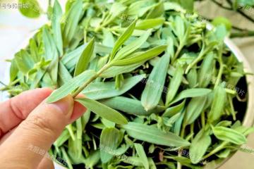 5月，這野菜是個寶貝，脆爽好吃，當菜又當藥，可惜很多人不懂吃