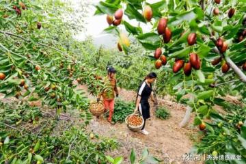 我帶朋友去舅舅家摘大棗，舅媽要稱斤收費，舅舅和她翻臉了