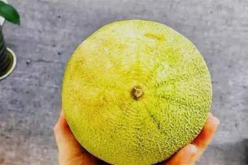 哈密瓜怎麼挑？黃皮和綠皮哈密瓜哪個更好吃？