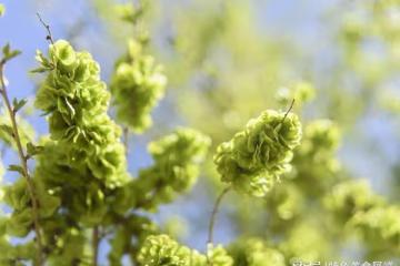 四月美食推薦：清香可口，你認識它嗎？