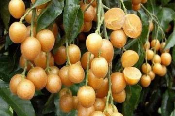黃皮果是熱性還是涼性?黃皮果對身體有什麼好處?