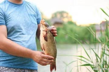 野釣鯽魚技巧大揭秘：釣靈與釣鈍的巧妙選擇