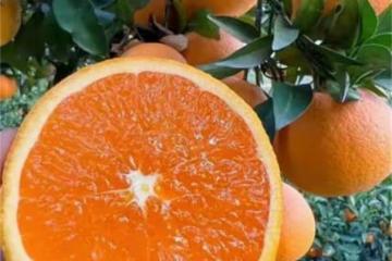 橙子是什麼季節的水果？怎麼挑選橙子？