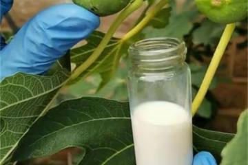 無花果的白汁能治什麼？無花果白色乳液有什麼用途？