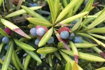 羅漢松果實可以吃嗎？你知道羅漢松果還能治病嗎？