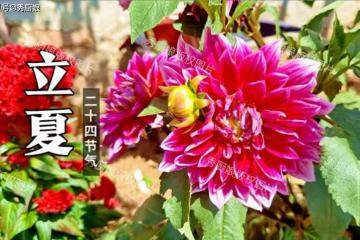 5月5日立夏，有錢沒錢，牢記：吃4樣，做1事，順應節氣，安康度夏