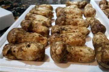 松茸怎麼清洗?新鮮松茸如何清洗保存?這個方法值得嘗試