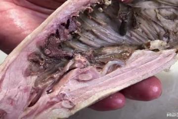 立夏,外行人吃豬肉,內行人專吃它,一周3次,滋陰補虛、止熱痢