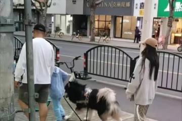 baby新男友已獲小海綿認可?街頭帶娃遛大型犬,像幸福的一家三口