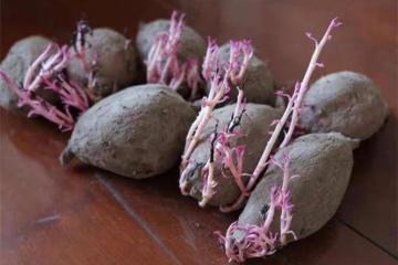紫薯發芽了還能吃嗎？吃了會怎麼樣？如何避免紫薯發芽？