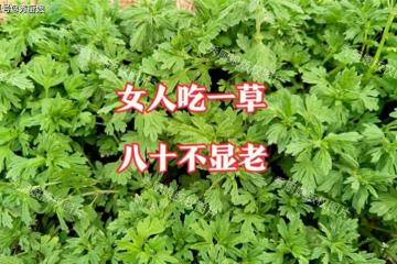 老人說「女人吃一草,八十不顯老」,立夏後正當季,別不懂吃!