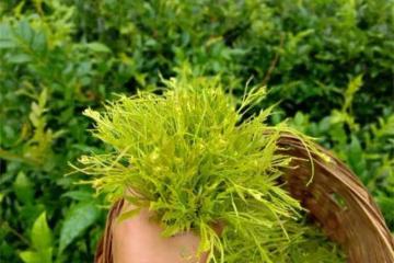 莓茶為什麼叫莓茶?什麼是莓茶?莓茶適合哪類人群喝?