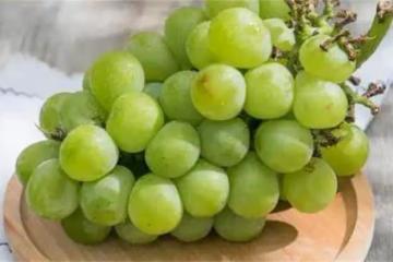 陽光玫瑰為什麼不能吃？陽光玫瑰怎麼了？為什麼都在議論它？