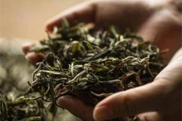 茶葉放冷藏保鮮還是冷凍好？還做錯的人，就別怪茶葉泡出來不香了