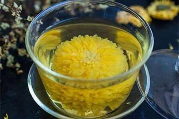 哪裡產的菊花茶最好？菊花茶到底應該怎麼選？