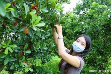 我國哪裡的楊梅最有名?網友推薦這10個地方楊梅,你家鄉上榜了嗎