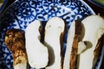 松茸可以生吃嗎？野生松茸刺身，怎麼做才美味？