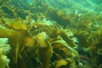 海帶是海裡面生長的嗎？它是飄在海上還是長在海底？
