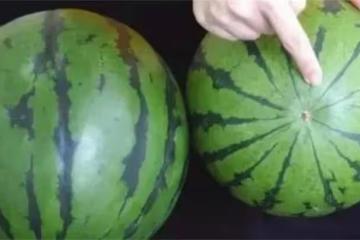 西瓜熟不熟,就看這幾個地方,看一眼就能判斷出生熟