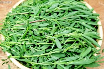 5月這菜金不換,遇見抓緊吃!鮮嫩營養,全身是寶,上鍋一蒸真香