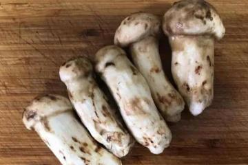 松茸怎樣冷凍保鮮?松茸保存方法大揭秘,讓你隨時享受美味