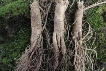 人參多少錢一斤？野生人參價格幾百萬，人工種植卻不值錢？