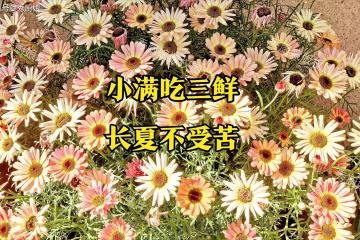 5月20日小滿,老人說「小滿吃三鮮,長夏不受苦」,這3鮮要懂吃!