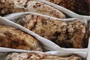 新鮮松茸怎麼保存最好？超細節分享給大家