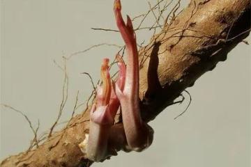 山藥發芽還能吃嗎?山藥如何保存才不會發芽?