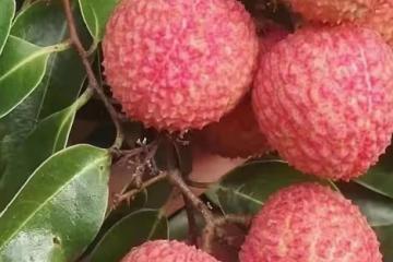同事來我家摘荔枝，曬我做的糊弄菜走紅網絡，朋友：還不如吃快餐