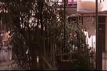 95歲大爺娶小53歲三婚女子,將孫子告上法庭:他的想法太新奇