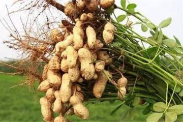 花生最佳收穫時間在什麼時候?後期花生產量形成時期才是關鍵