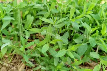 這菜不花1分錢，5月農村遍地都是，摘回家蒸一蒸，營養好吃不上火