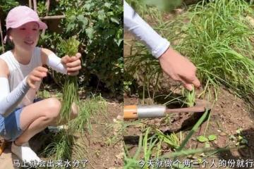 董潔和王艷下地干農活，一個割韭菜接地氣，一個全副武裝像作秀