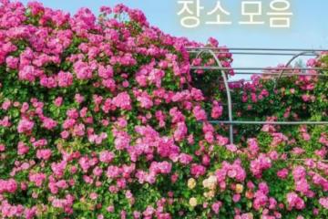 【在韓生活】首爾玫瑰節：體驗春天的美麗