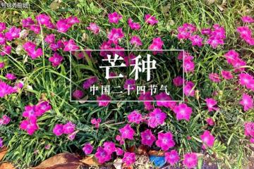 6月5日芒種,牢記「1不出、2不吃、3要做、4要吃」,安康順利度夏