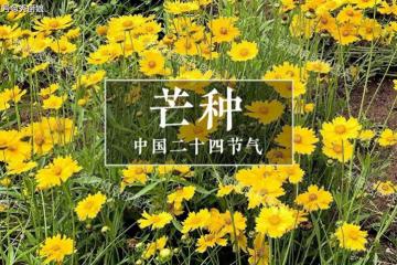 老人說「芒種吃3寶,不往醫院跑」,這3寶指啥?應季而食安康度夏