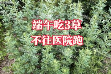 「端午吃3草，不往醫院跑」，這「3草」指啥？鮮嫩營養，全身是寶