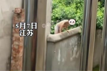 男主人突然回家,陌生男子僅穿短褲翻牆而出,衣服隨後從院內扔出