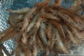 保存大蝦，直接放冰箱就錯了，教您一招，凍半年仍和新鮮的一樣