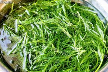 一養肝、二利尿、三瀉火、四通便，這菜全身是寶，卻因名字被嫌棄