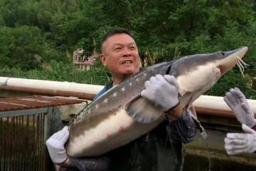 06年湖南男子養7萬條魚賣不出去,如今魚成寶貝,5萬一條都不願賣