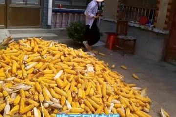 新婚第二天就要收玉米,新娘找藉口一大早就出門:我不是你家長工