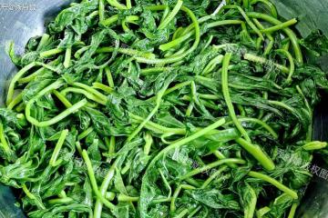 夏天多吃這「鹼性菜」，一吃養肝明目，二吃防貧血，三吃排毒通便